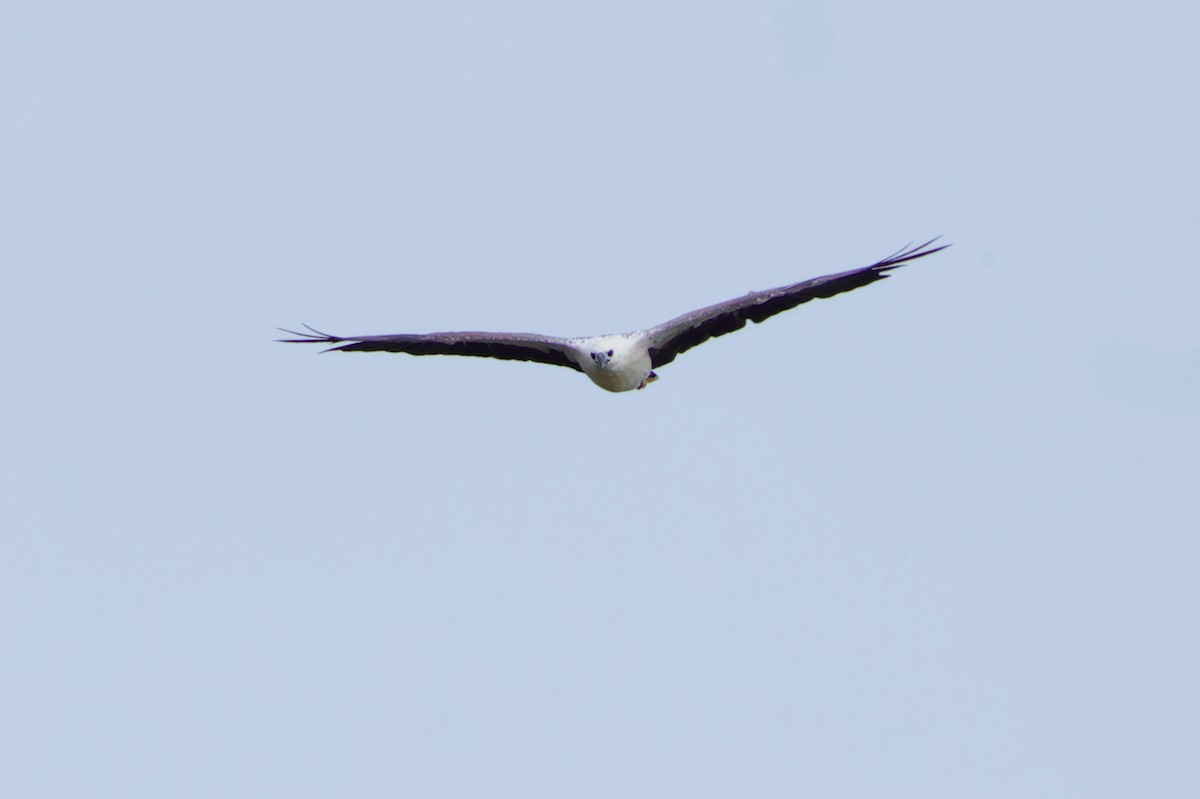 White-bellied Sea-Eagle - ML646208541