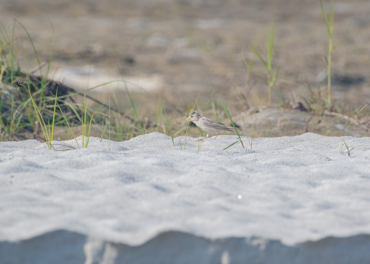 Sand Lark - ML646208545