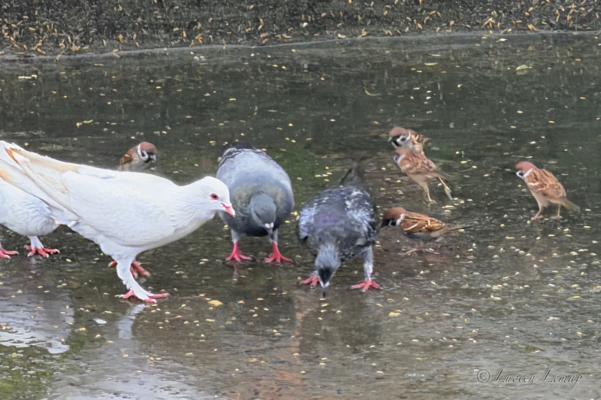 Голуб сизий (міський) - ML646208548