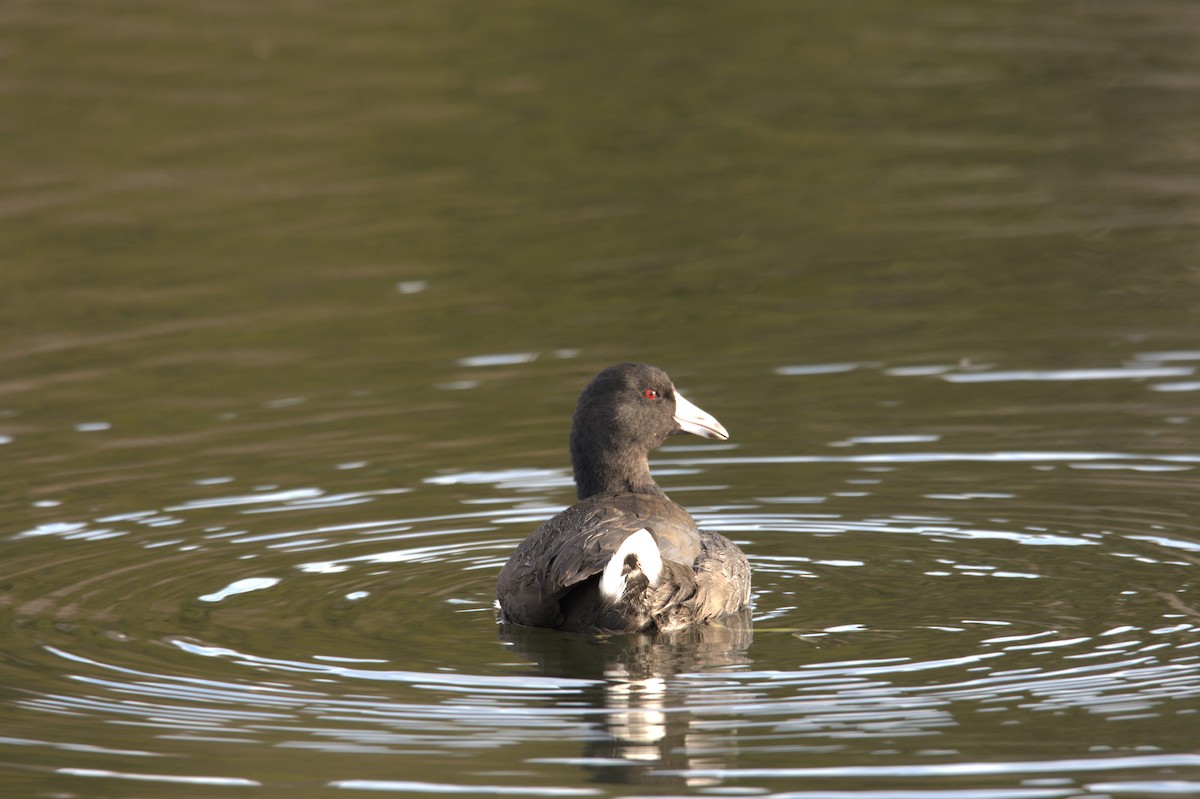 American Coot - ML646208552