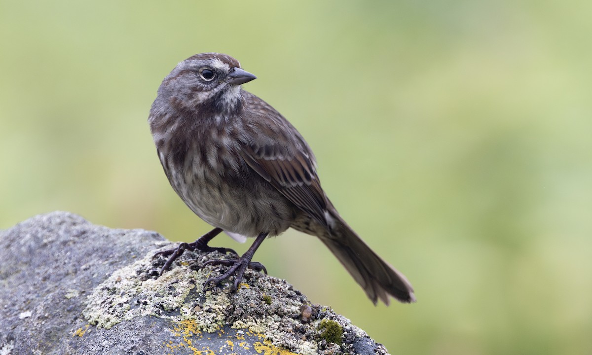 Song Sparrow (sanaka/maxima) - ML646208563