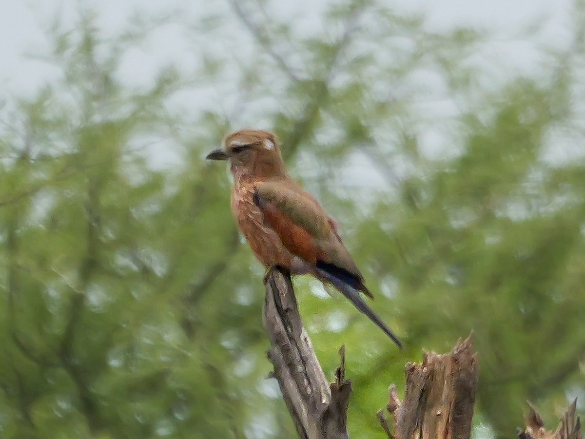 Purple Roller - ML646208572