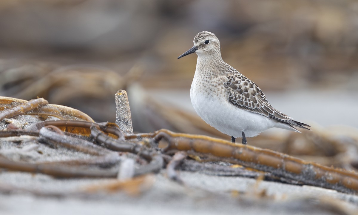 Baird's Sandpiper - ML646208575