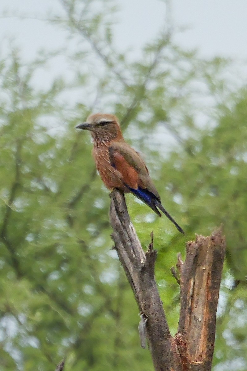 Purple Roller - ML646208578