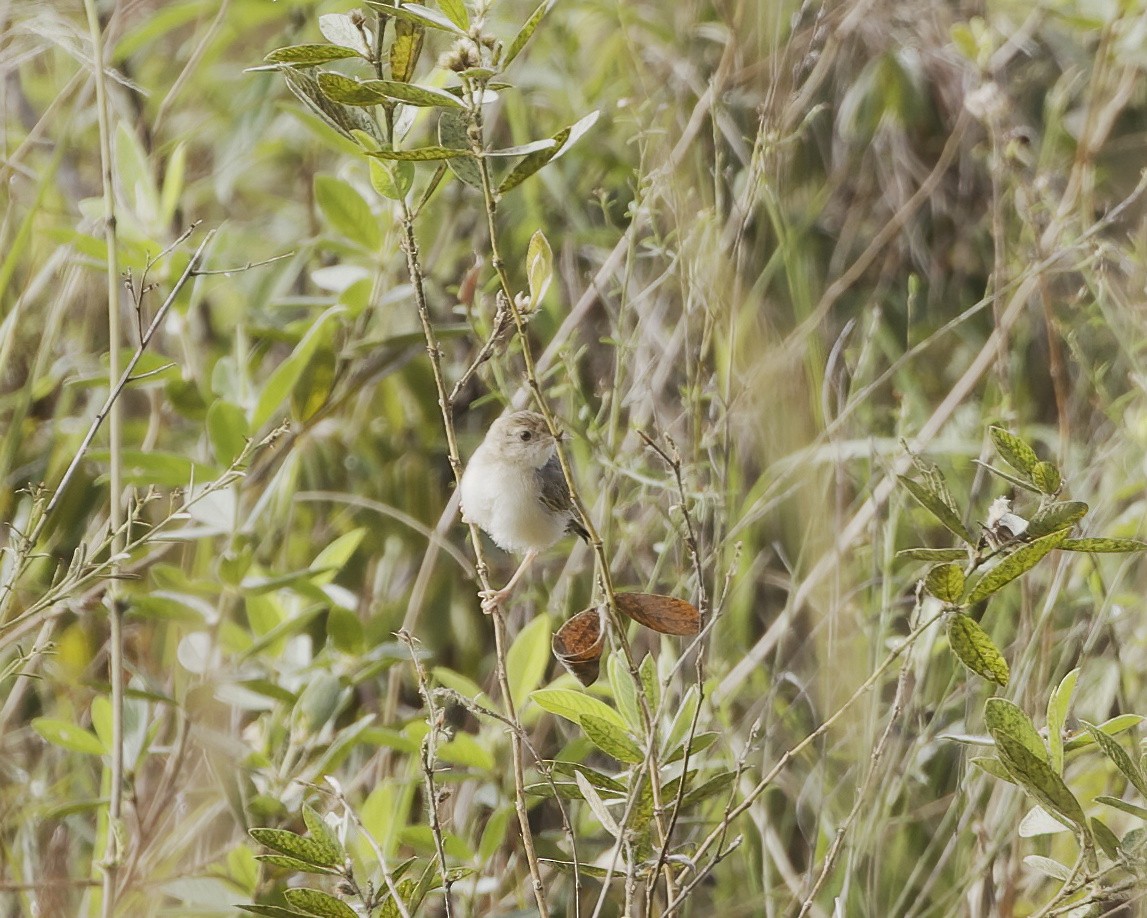 cisticola sp. - ML646208581