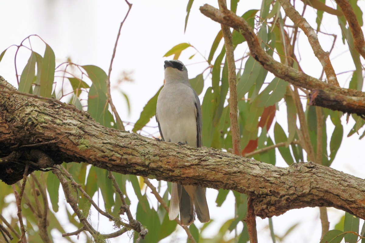 White-bellied Cuckooshrike - ML646208582