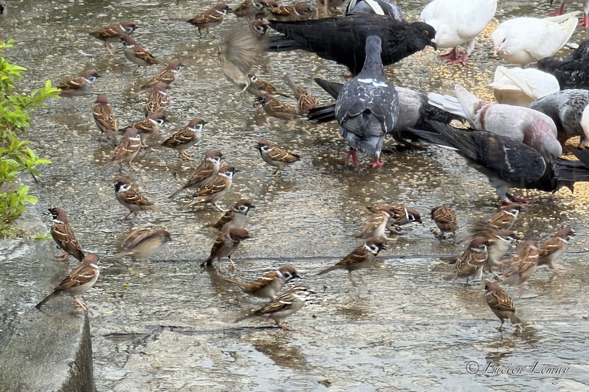 vrabec domácí - ML646208584