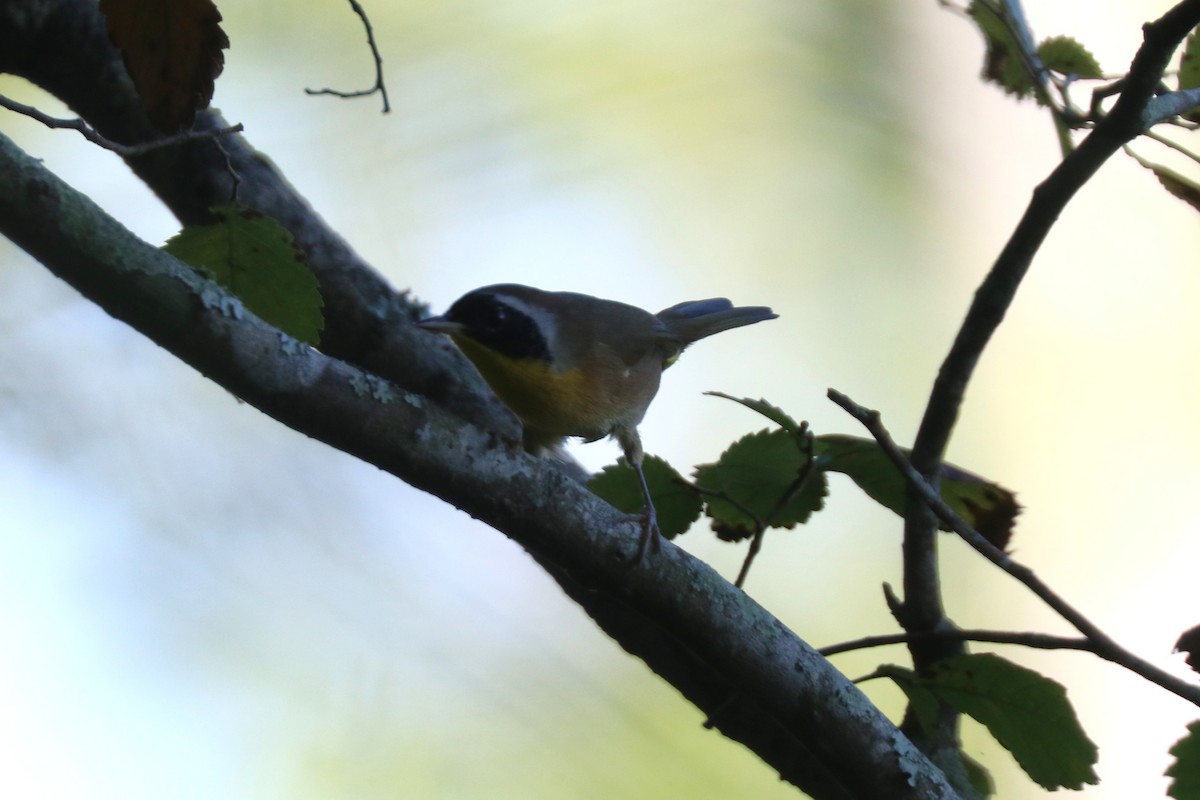 Common Yellowthroat - ML646208585