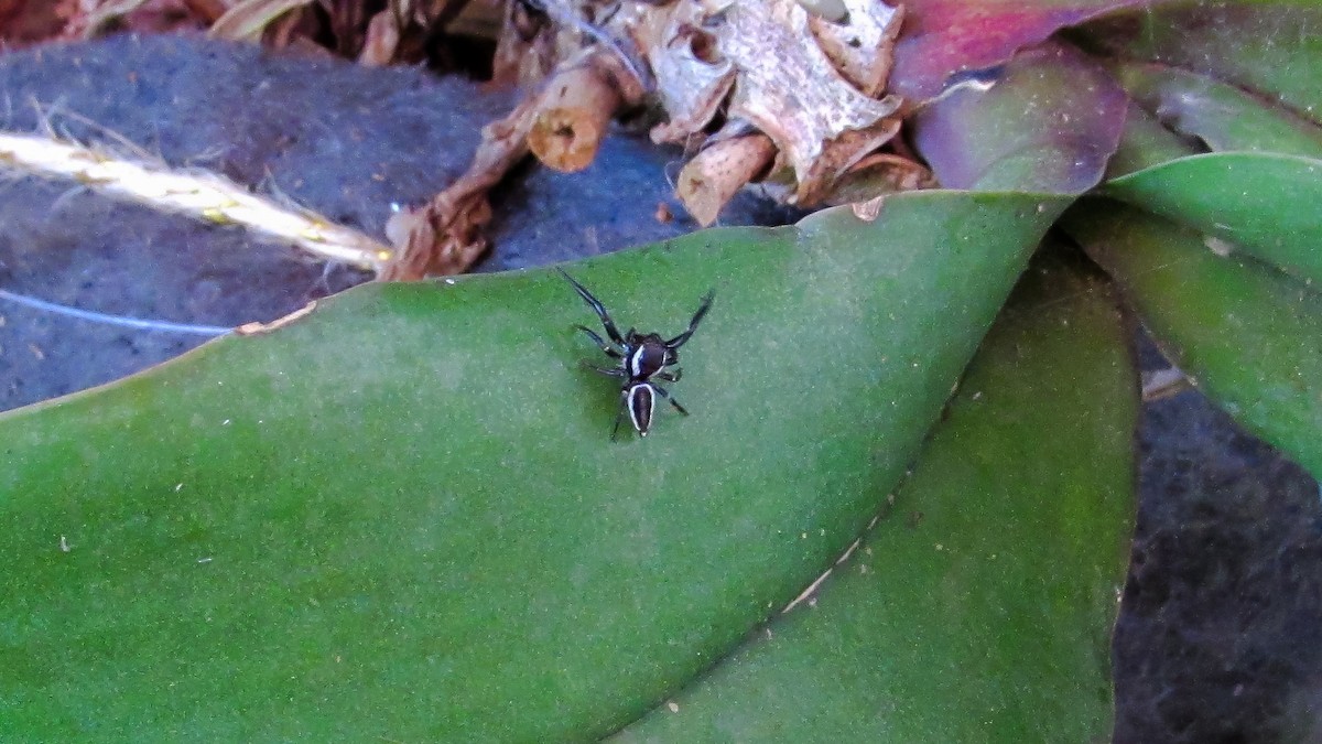 Arachnids - ML646208587