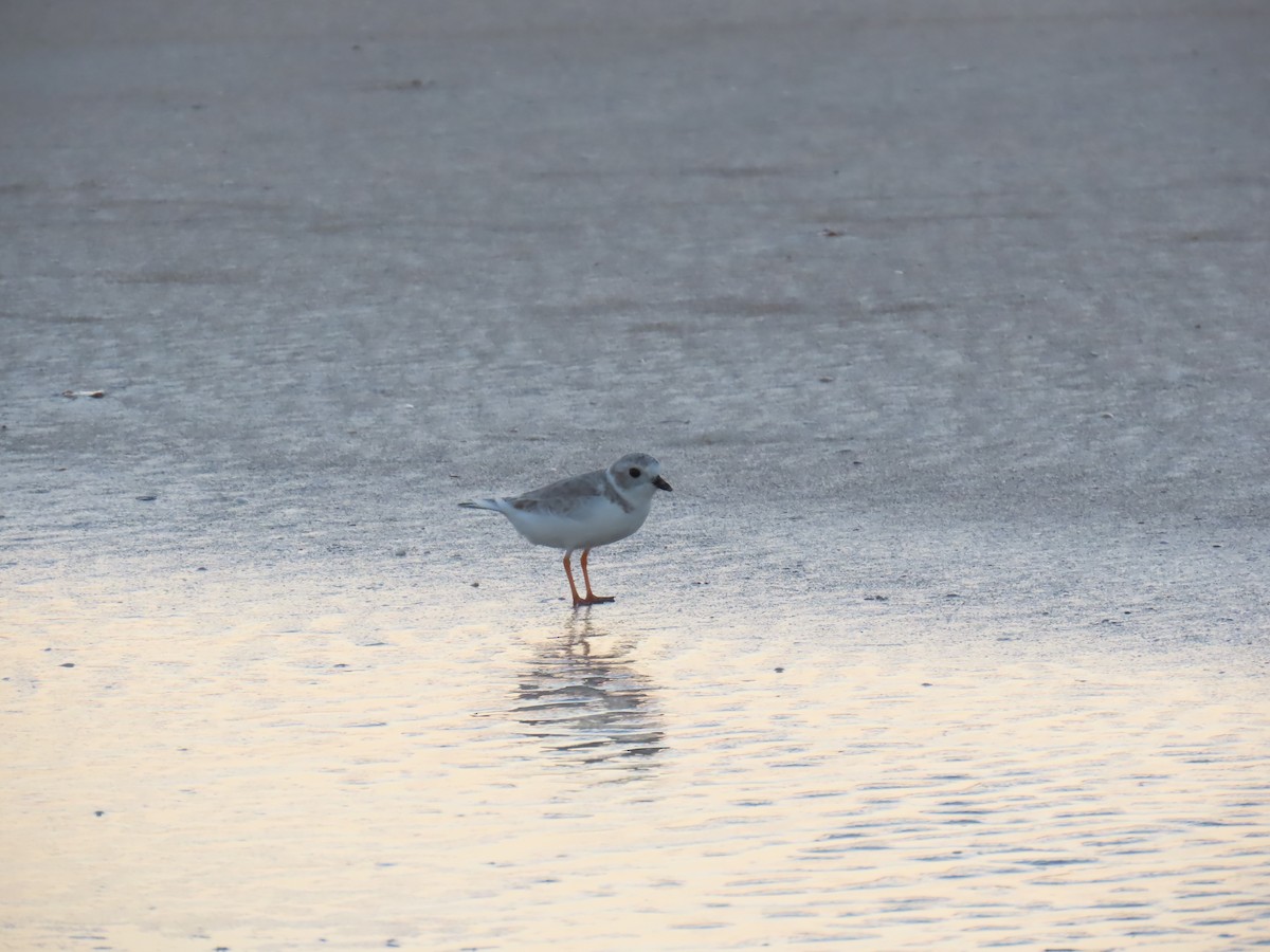 Piping Plover - ML646208589