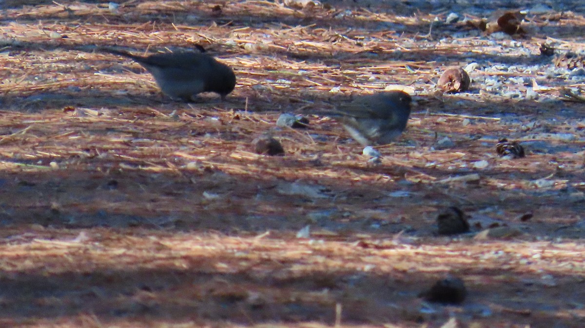 Winterammer - ML646208592