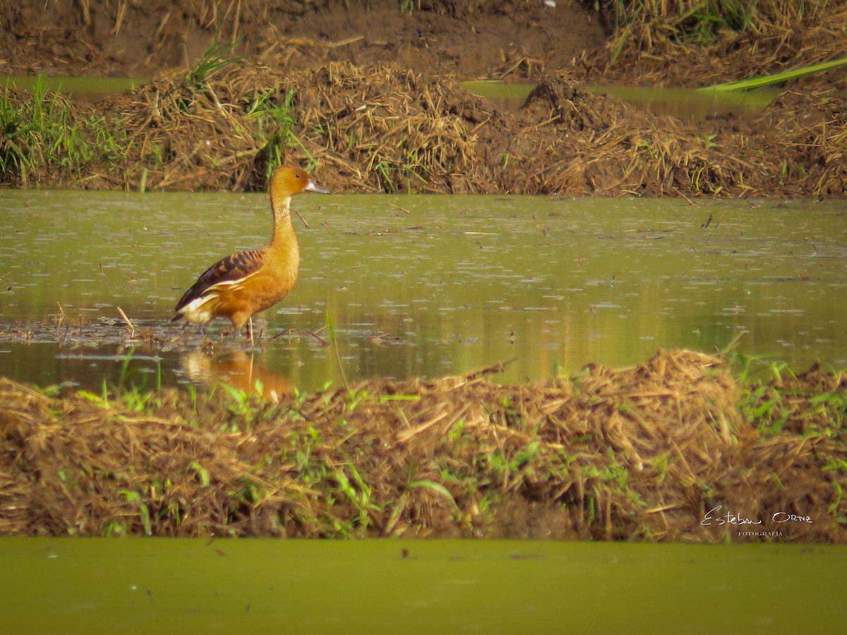 Свистач рудий - ML646208596