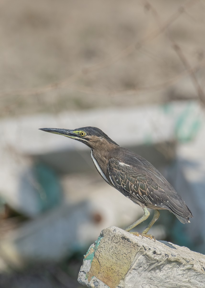 Чапля мангрова мала - ML646208603