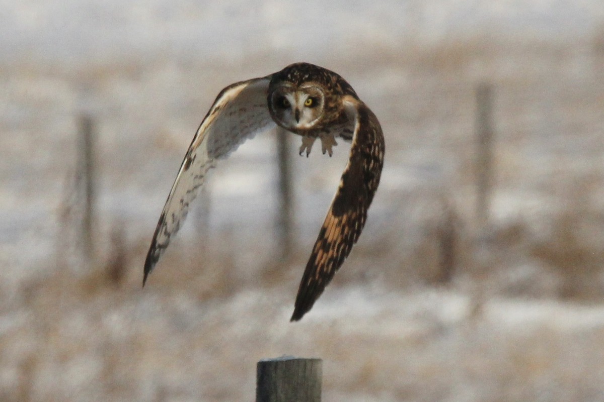 Сова болотяна (підвид flammeus) - ML646208604