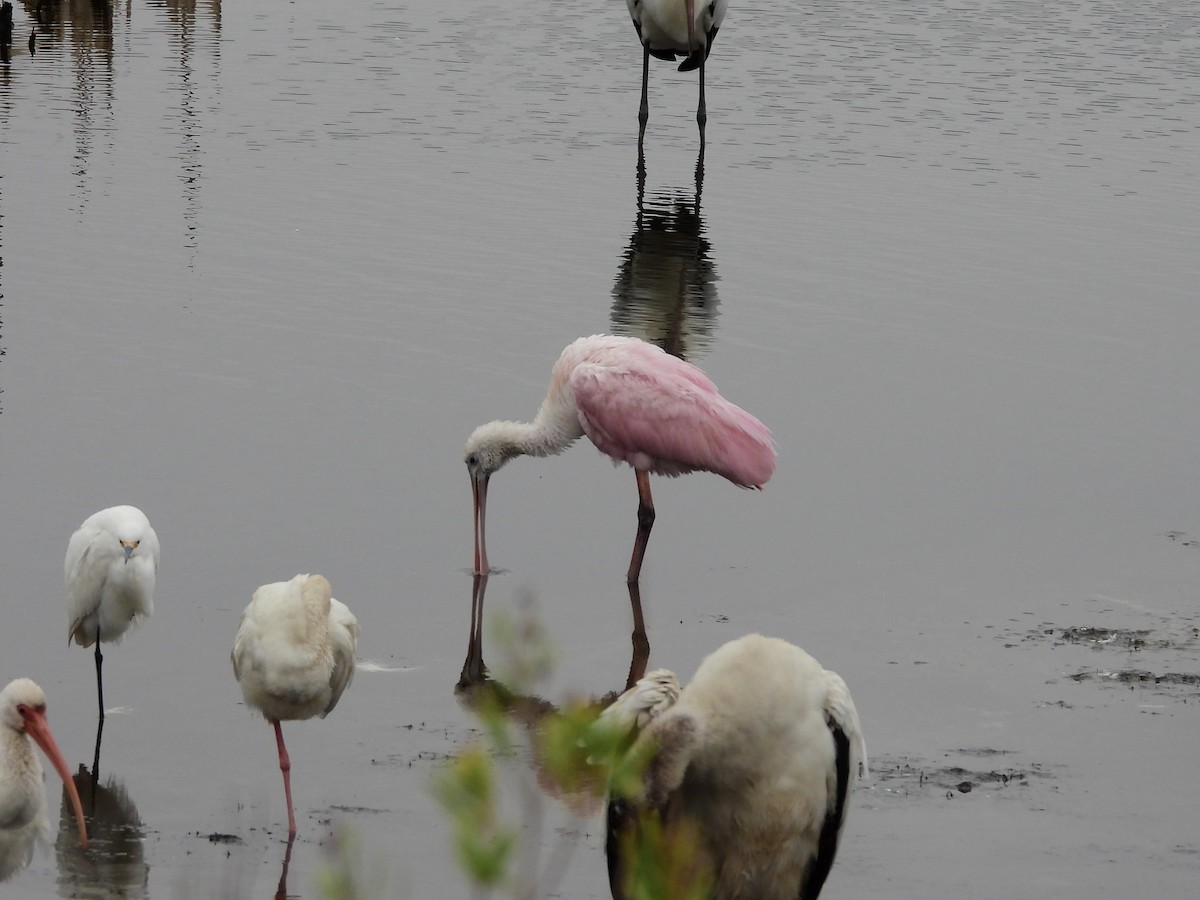 Косар рожевий - ML646208605