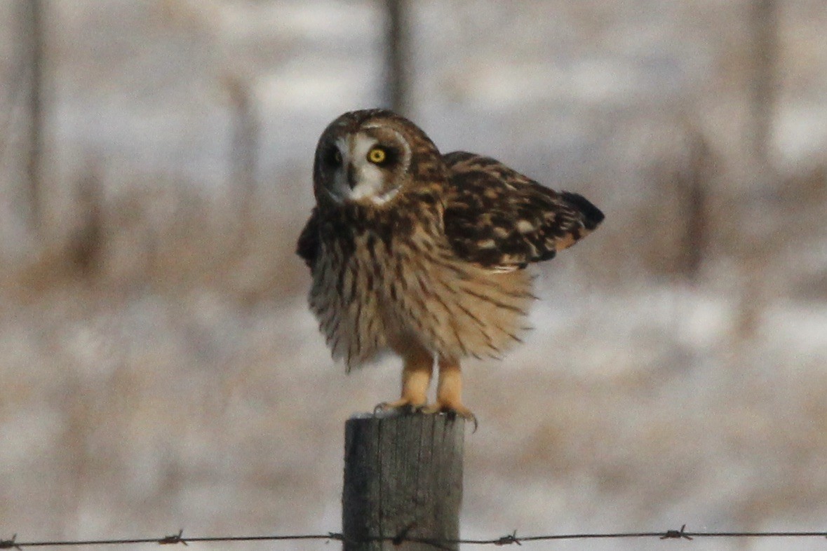 Сова болотяна (підвид flammeus) - ML646208606