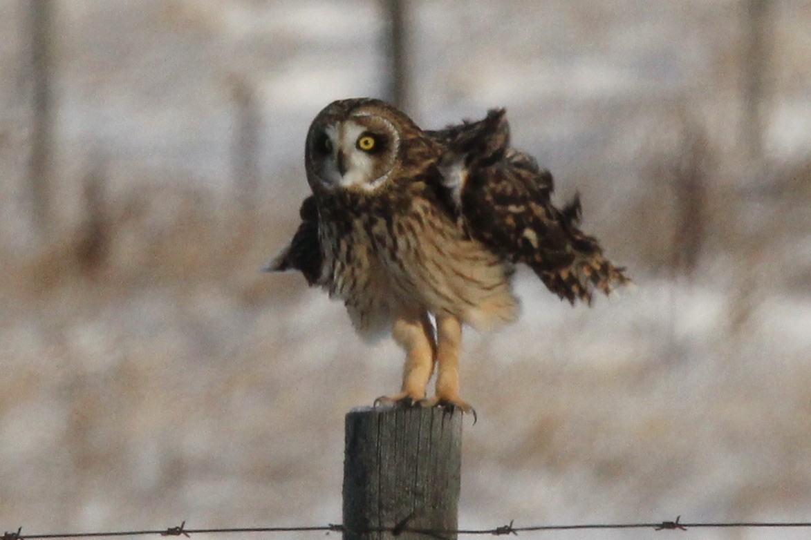 Сова болотяна (підвид flammeus) - ML646208609