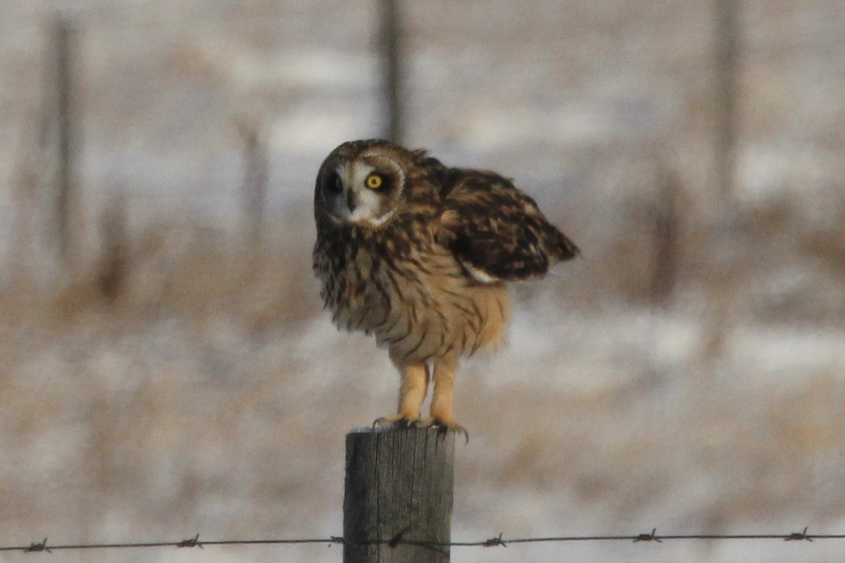 Сова болотяна (підвид flammeus) - ML646208610