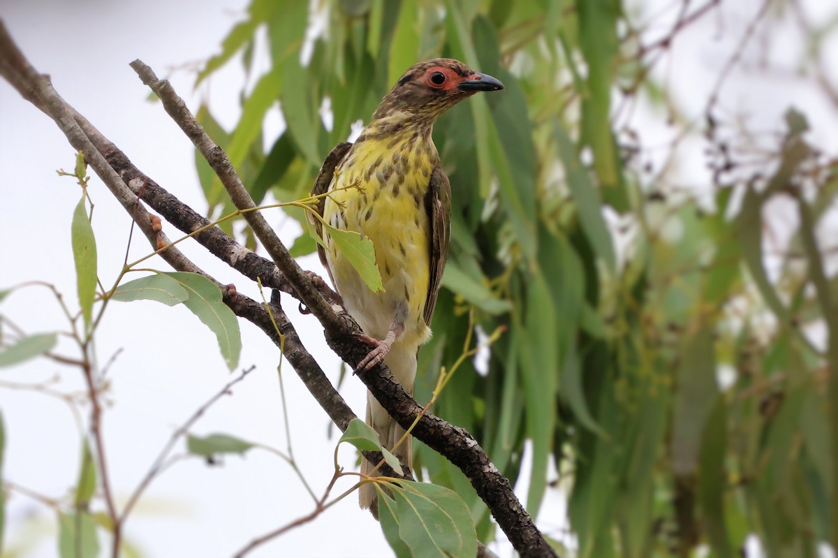 Телюга австралійська - ML646208611