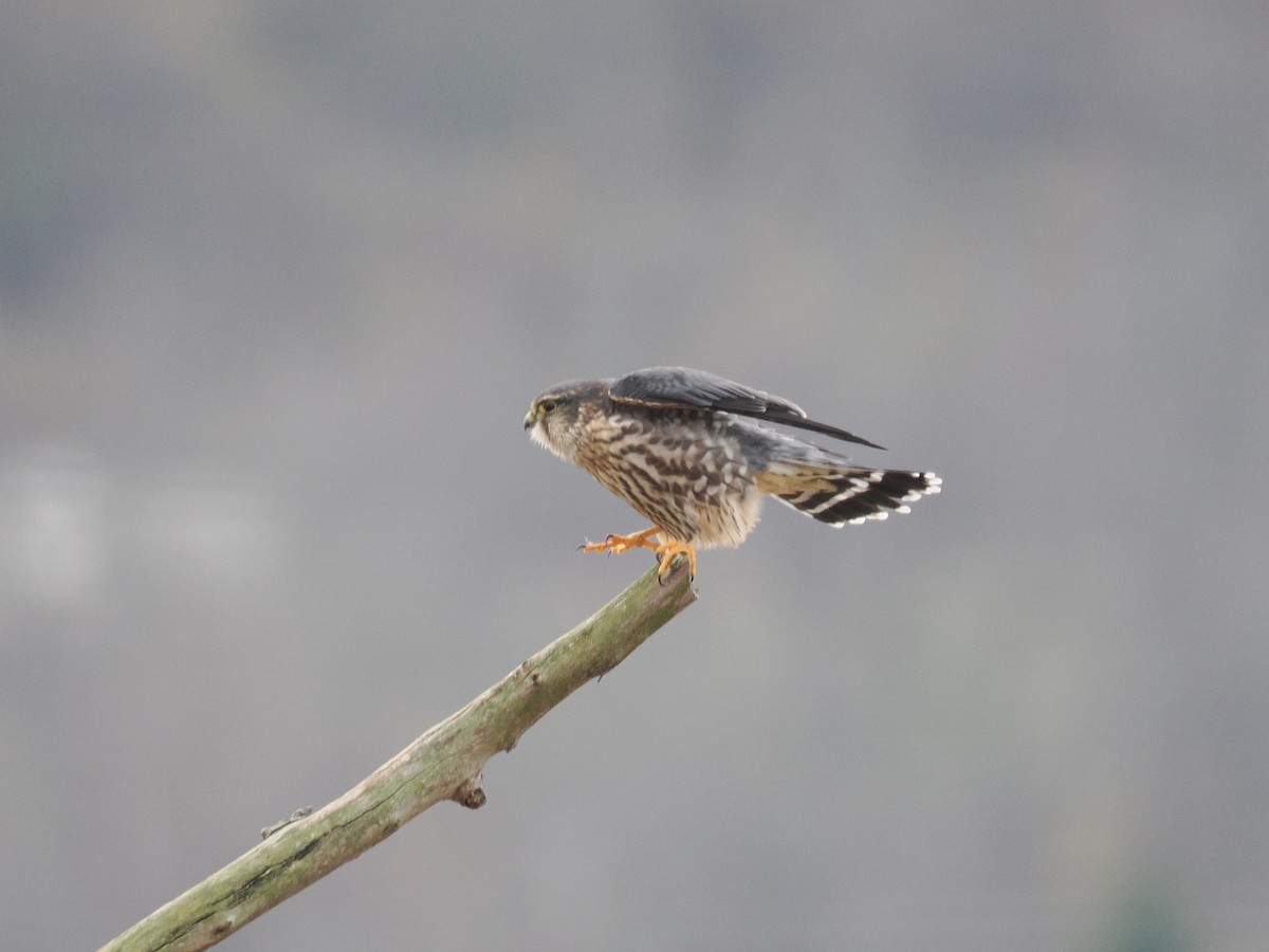 Підсоколик малий - ML646208612