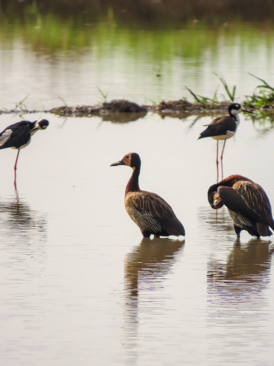 Свистач білоголовий - ML646208613