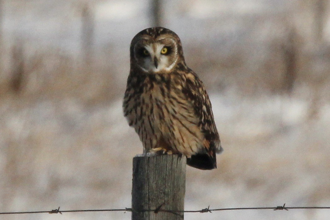 Сова болотяна (підвид flammeus) - ML646208614