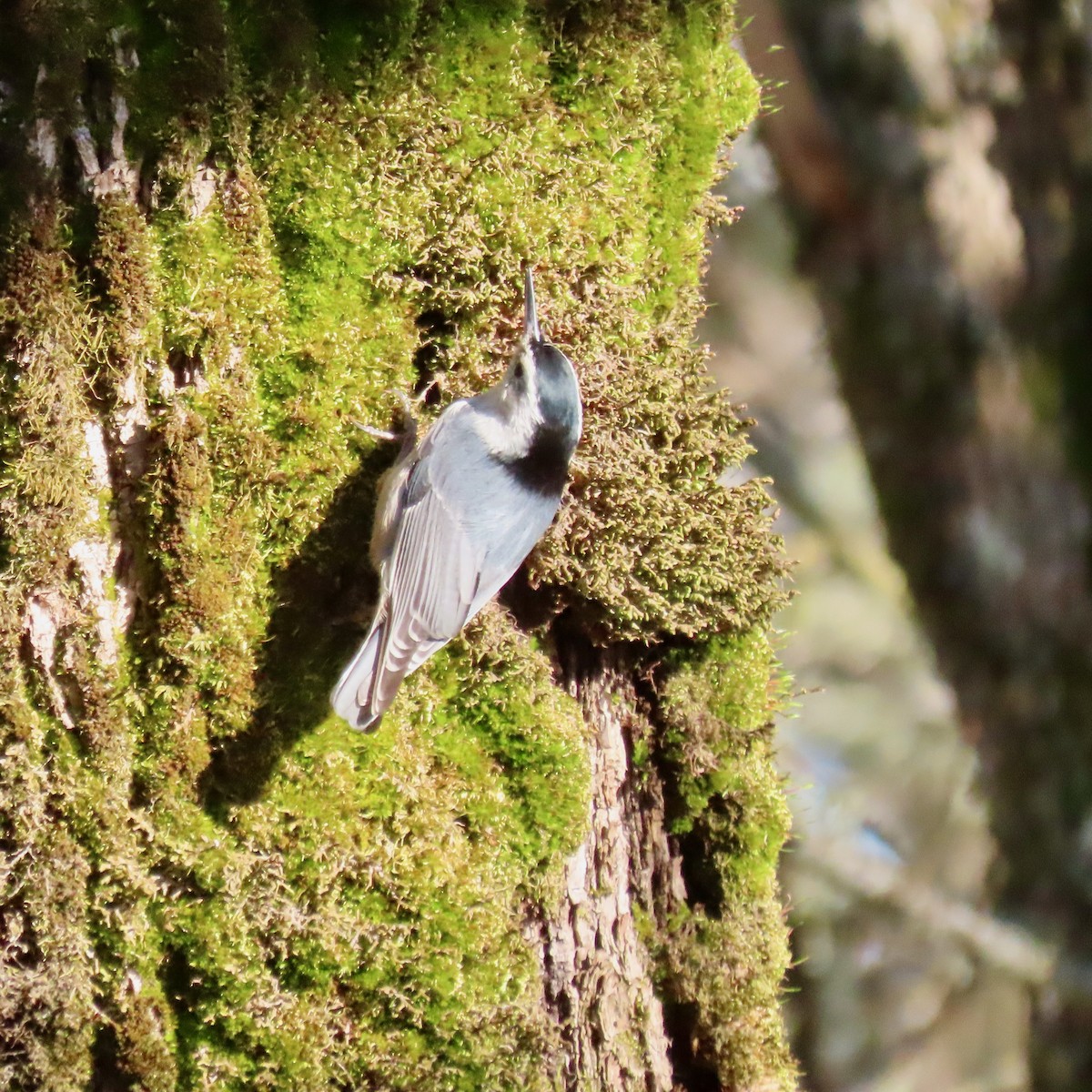 Повзик каролінський - ML646208615