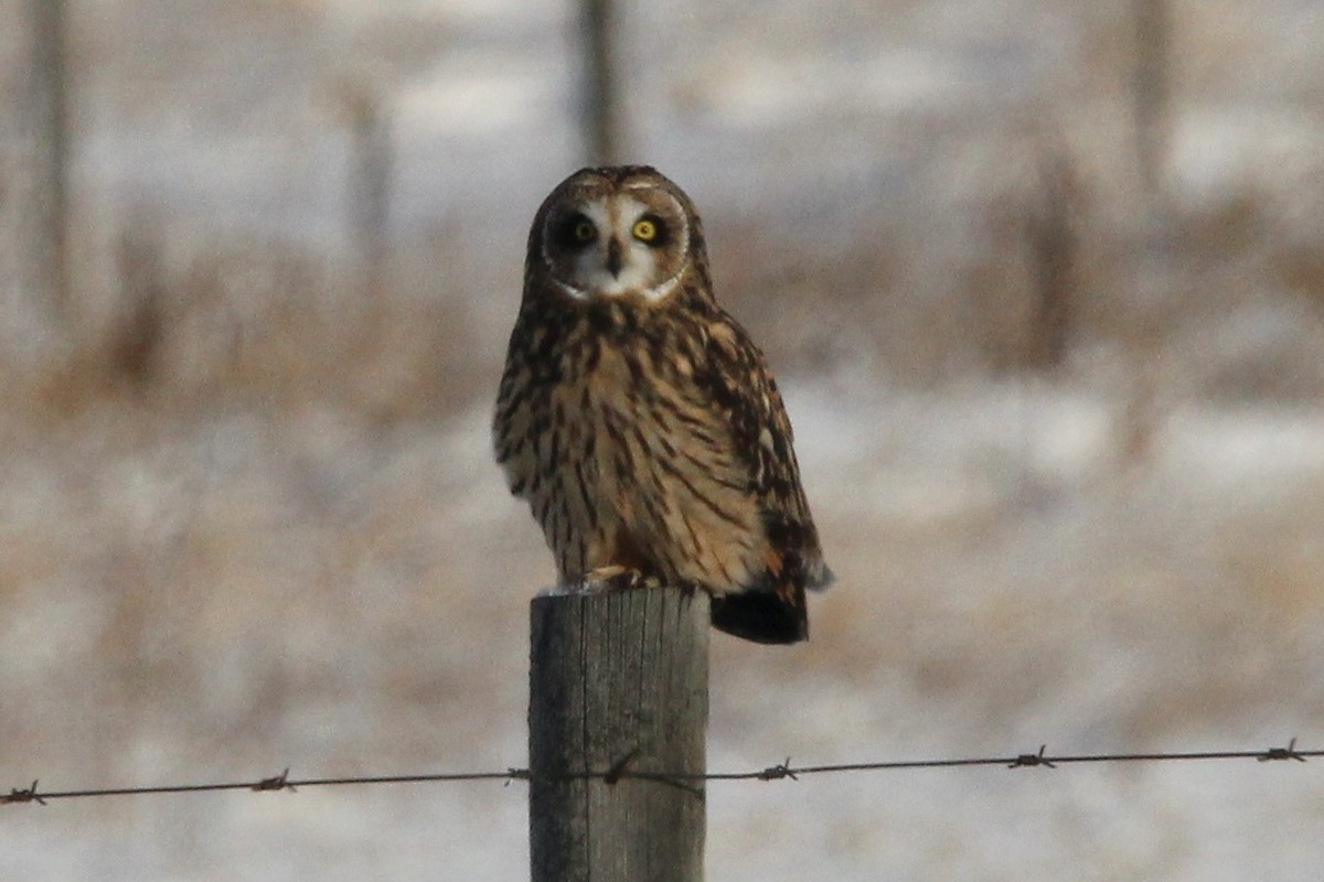 Сова болотяна (підвид flammeus) - ML646208616