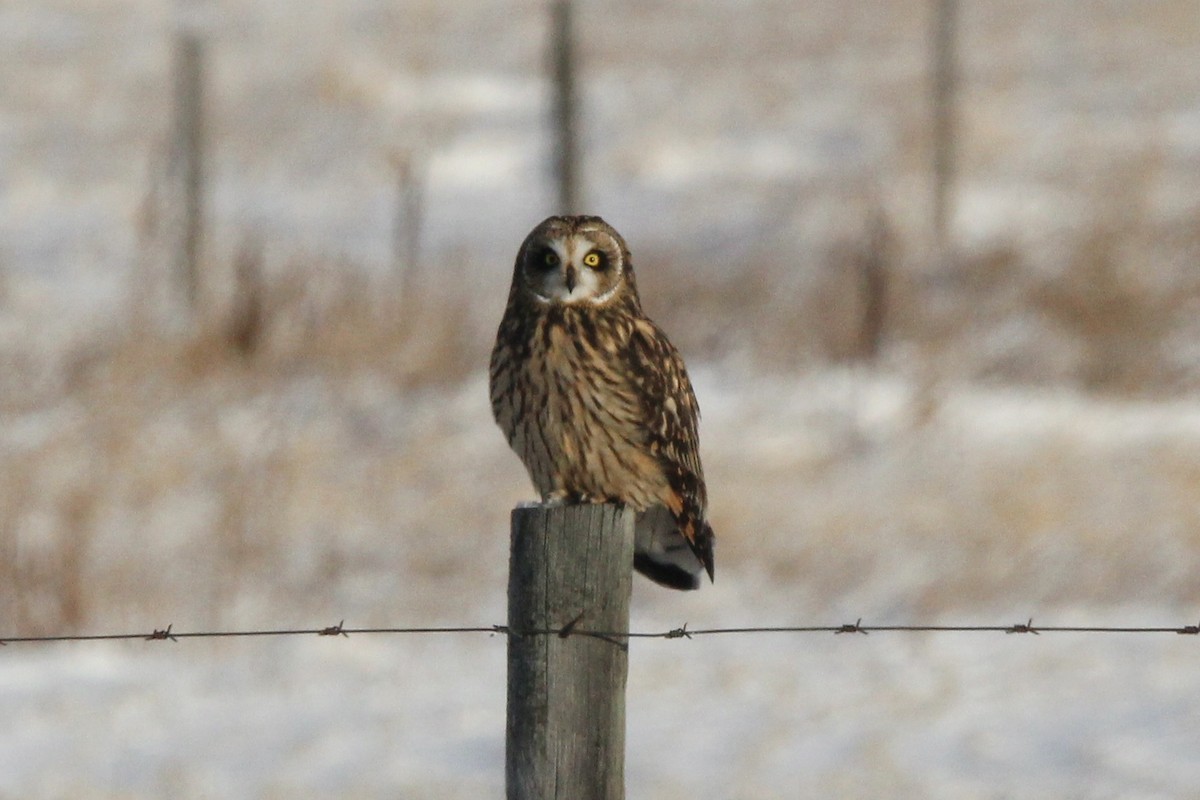 Сова болотяна (підвид flammeus) - ML646208619