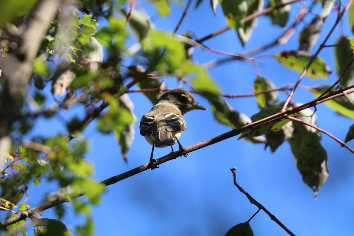 Піві-малюк вільховий/вербовий - ML646208621
