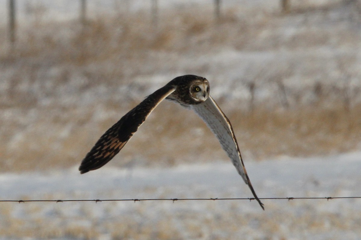 Сова болотяна (підвид flammeus) - ML646208622