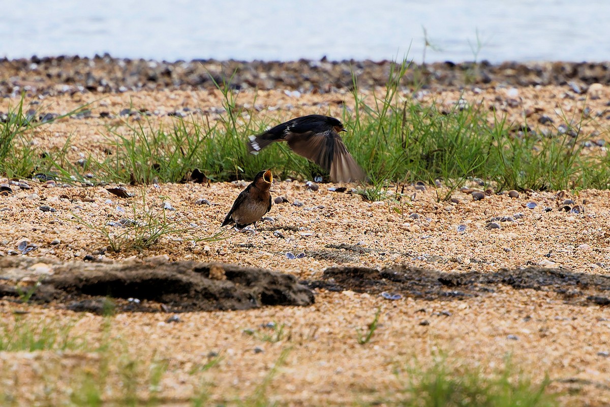 Ластівка австралійська - ML646208623