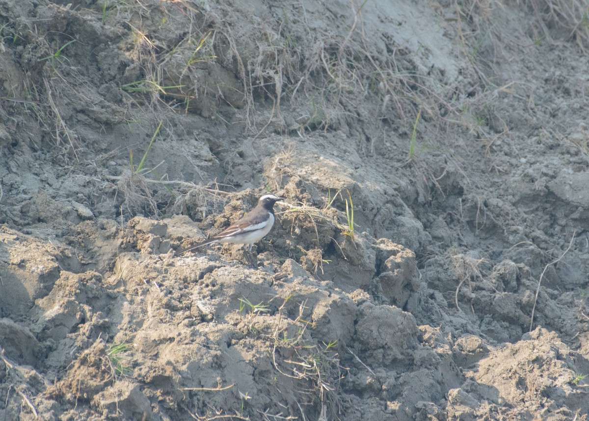 Плиска білоброва - ML646208624