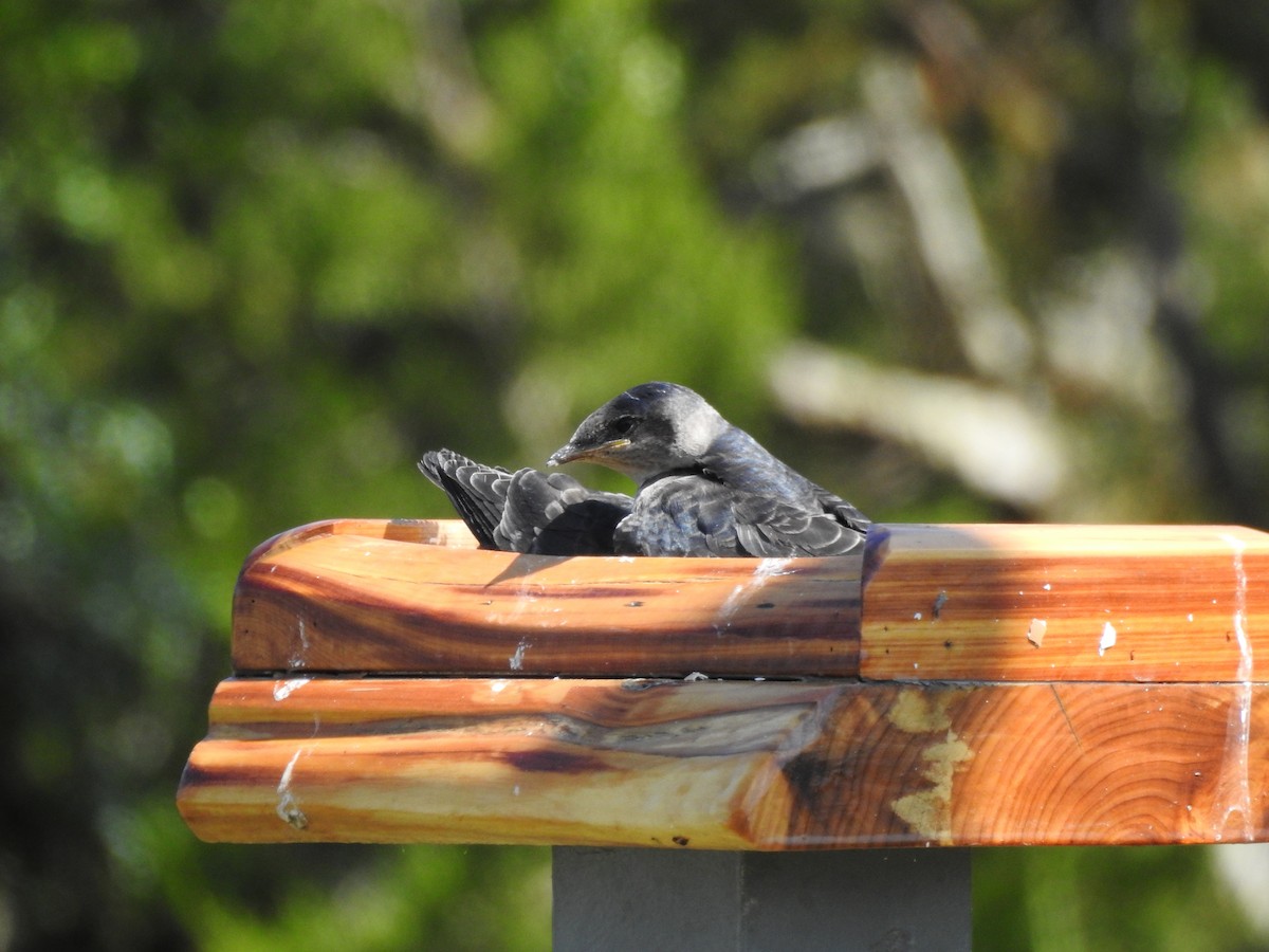 Щурик пурпуровий - ML646208625