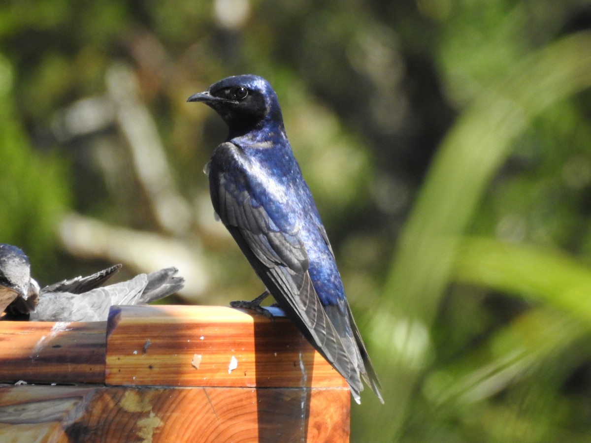 Щурик пурпуровий - ML646208626