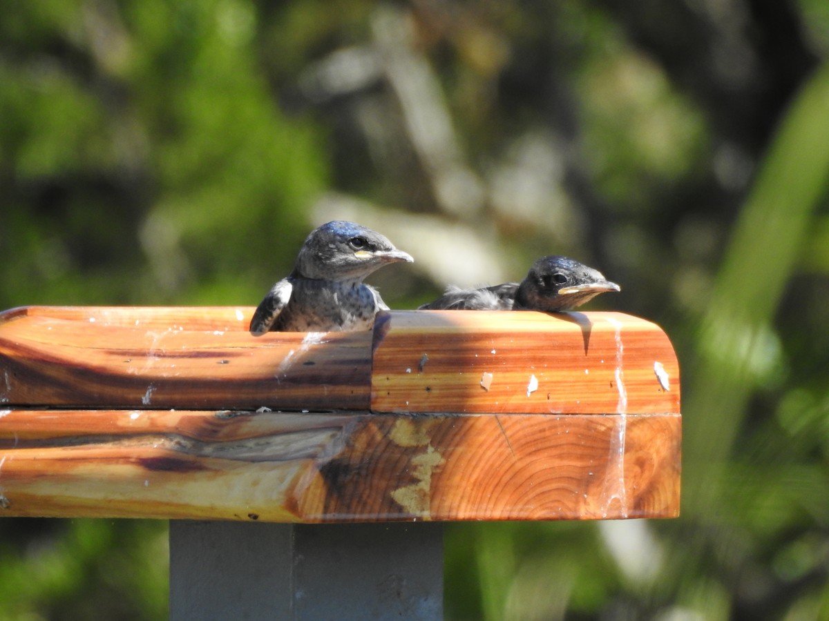 Щурик пурпуровий - ML646208633