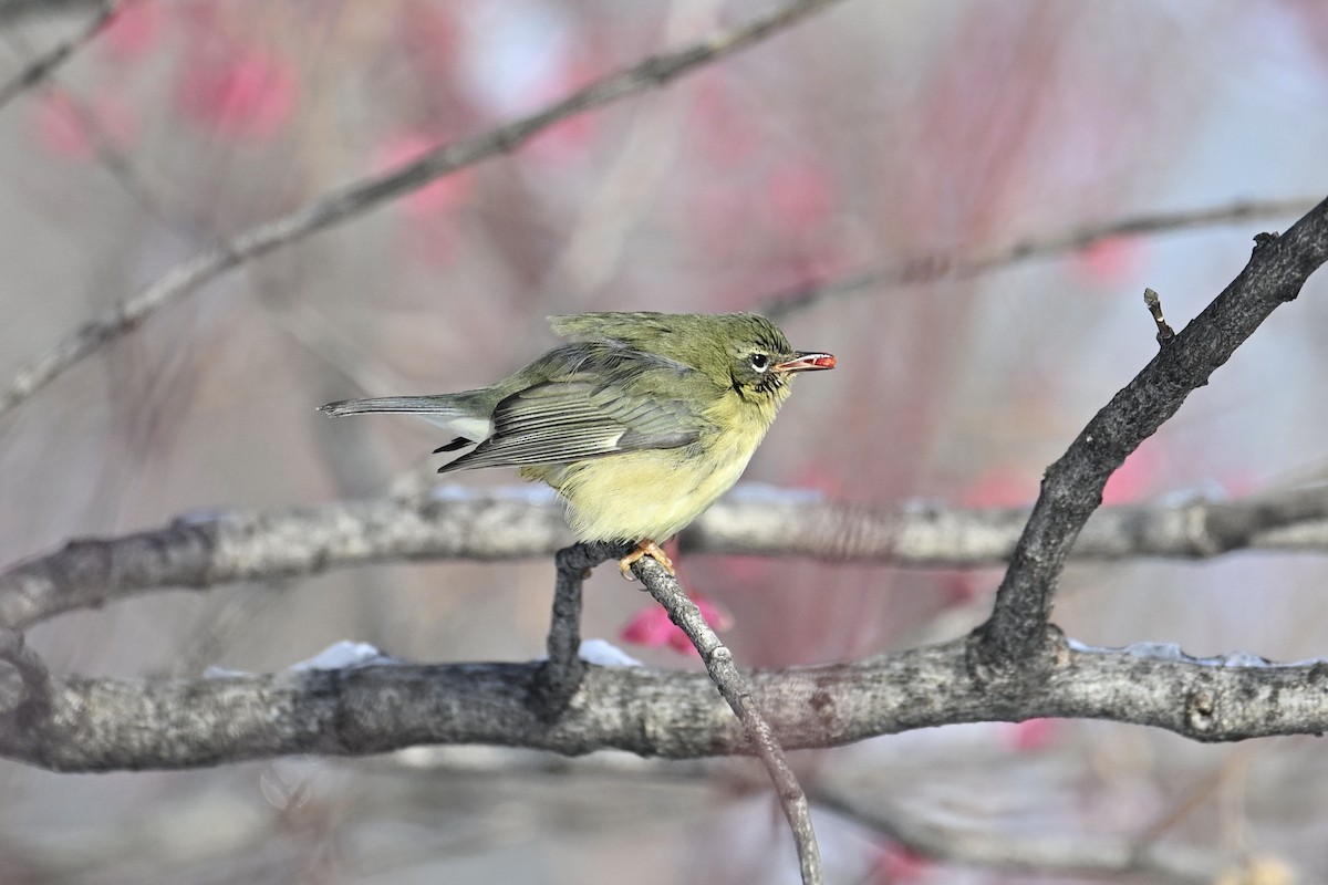 Black-throated Blue Warbler - ML646208634