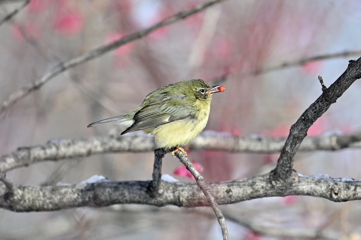 Black-throated Blue Warbler - ML646208635