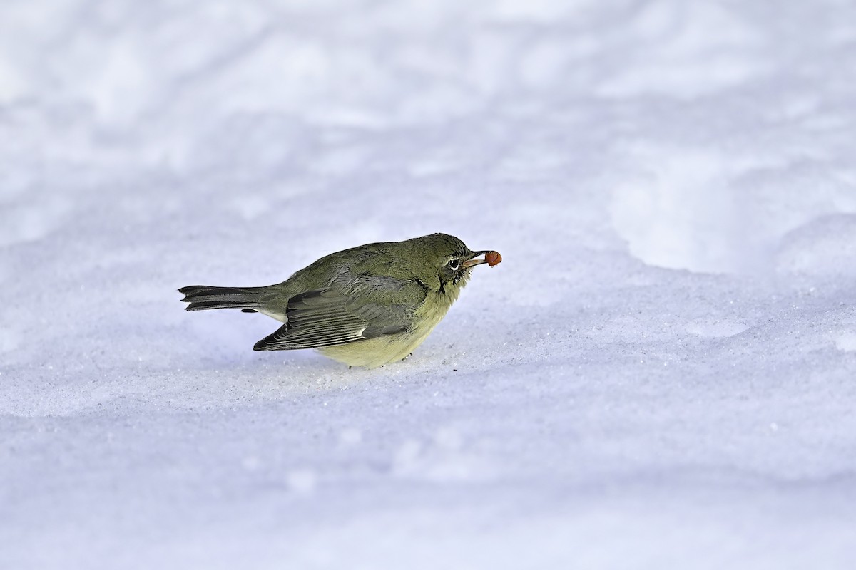 Black-throated Blue Warbler - ML646208636