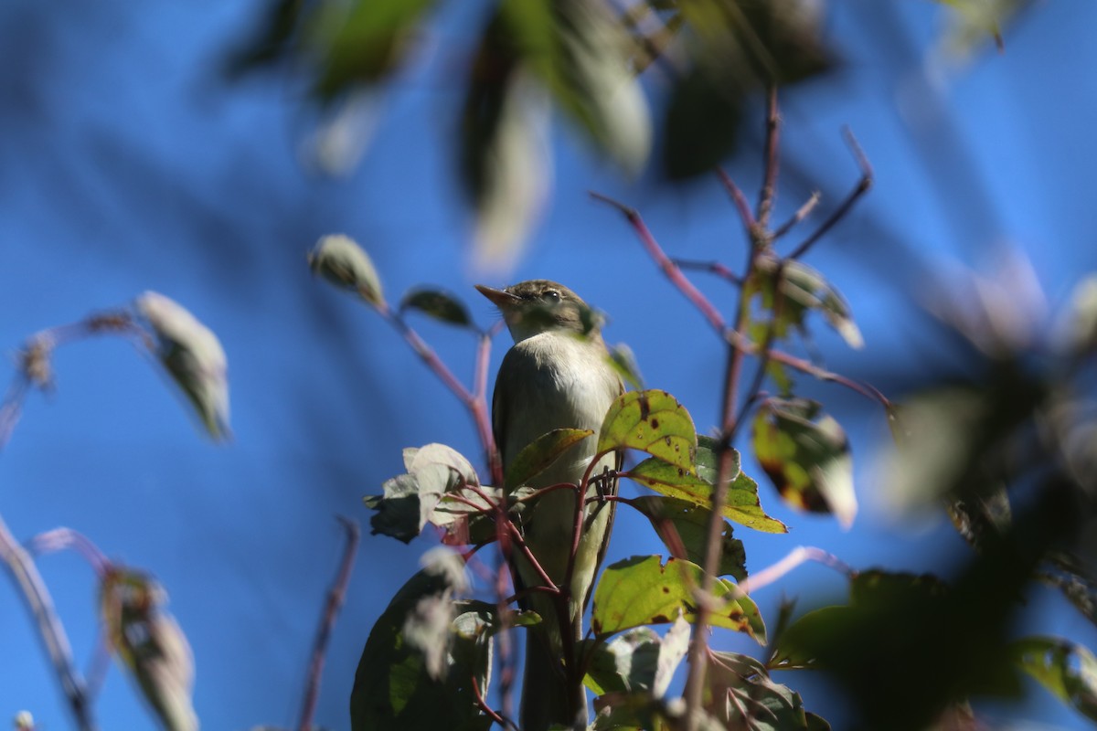 Піві-малюк вільховий/вербовий - ML646208637