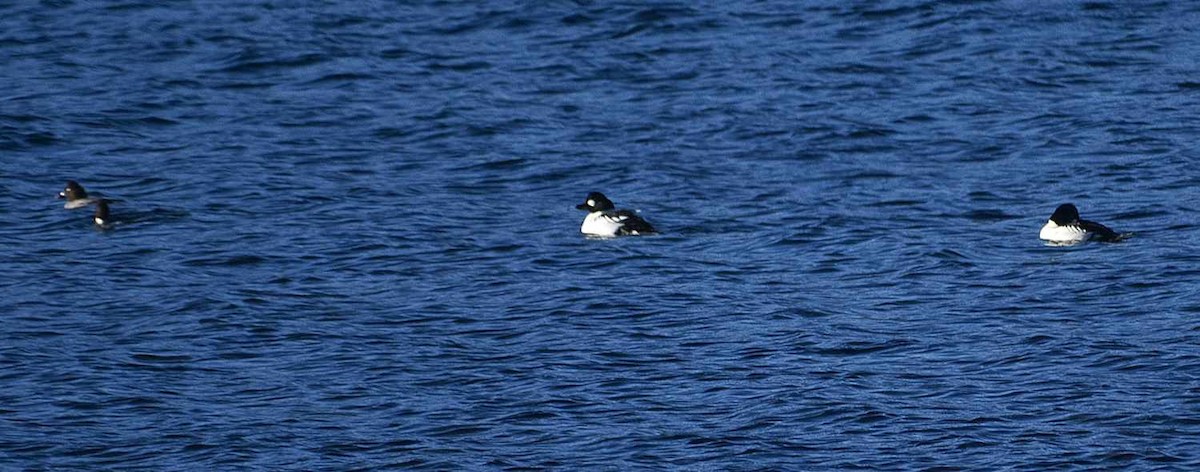 Гоголь зеленоголовий - ML646208638