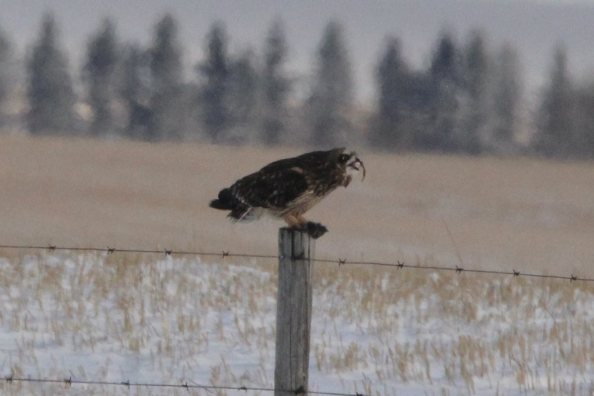 Сова болотяна (підвид flammeus) - ML646208639