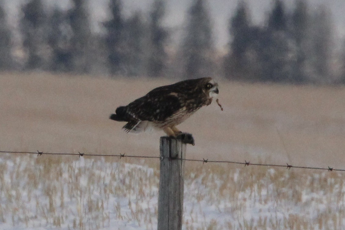 Сова болотяна (підвид flammeus) - ML646208641