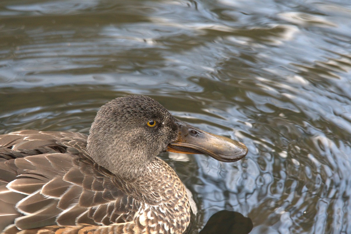 Широконіска північна - ML646208642