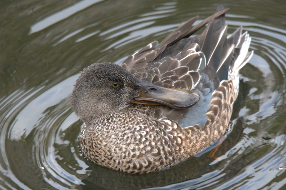 Northern Shoveler - ML646208643