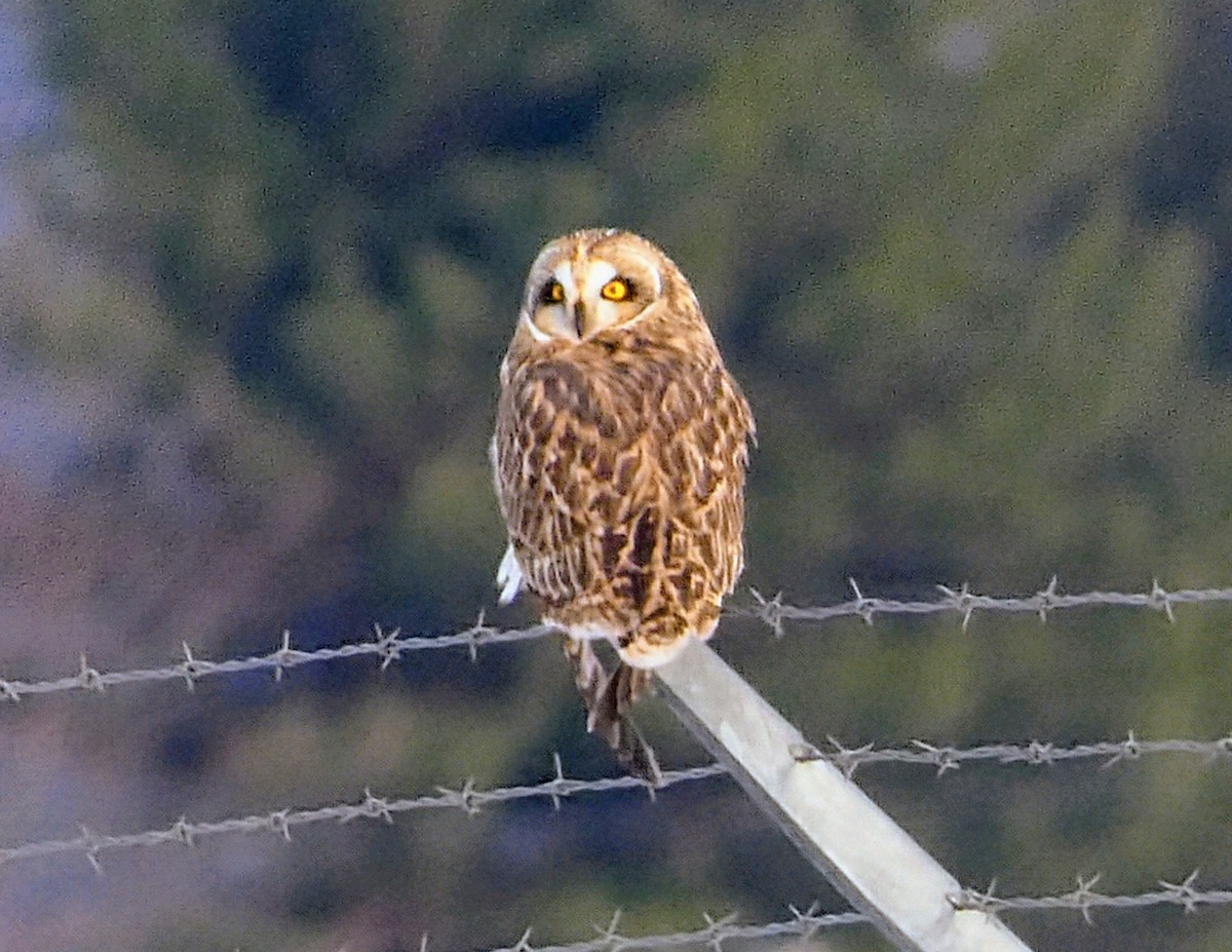 Short-eared Owl - ML646208646