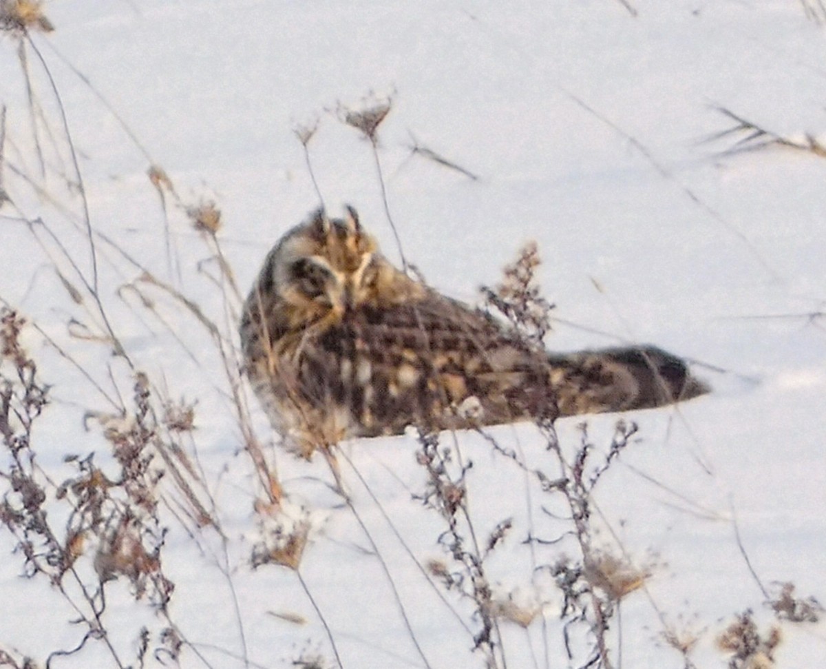 Short-eared Owl - ML646208647