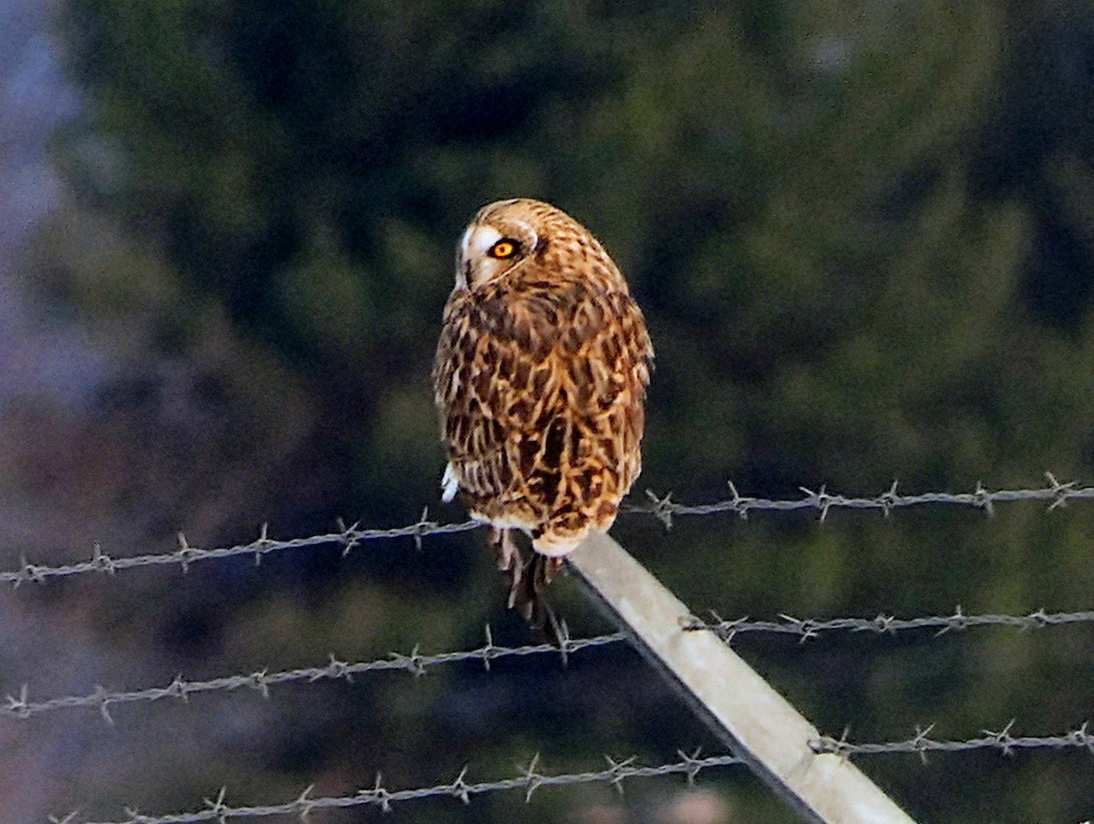 Short-eared Owl - ML646208648
