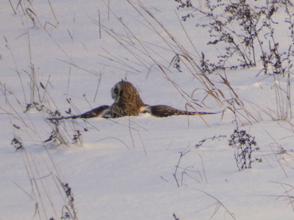 Short-eared Owl - ML646208649