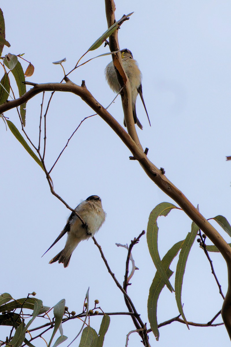 Tree Martin - ML646208650